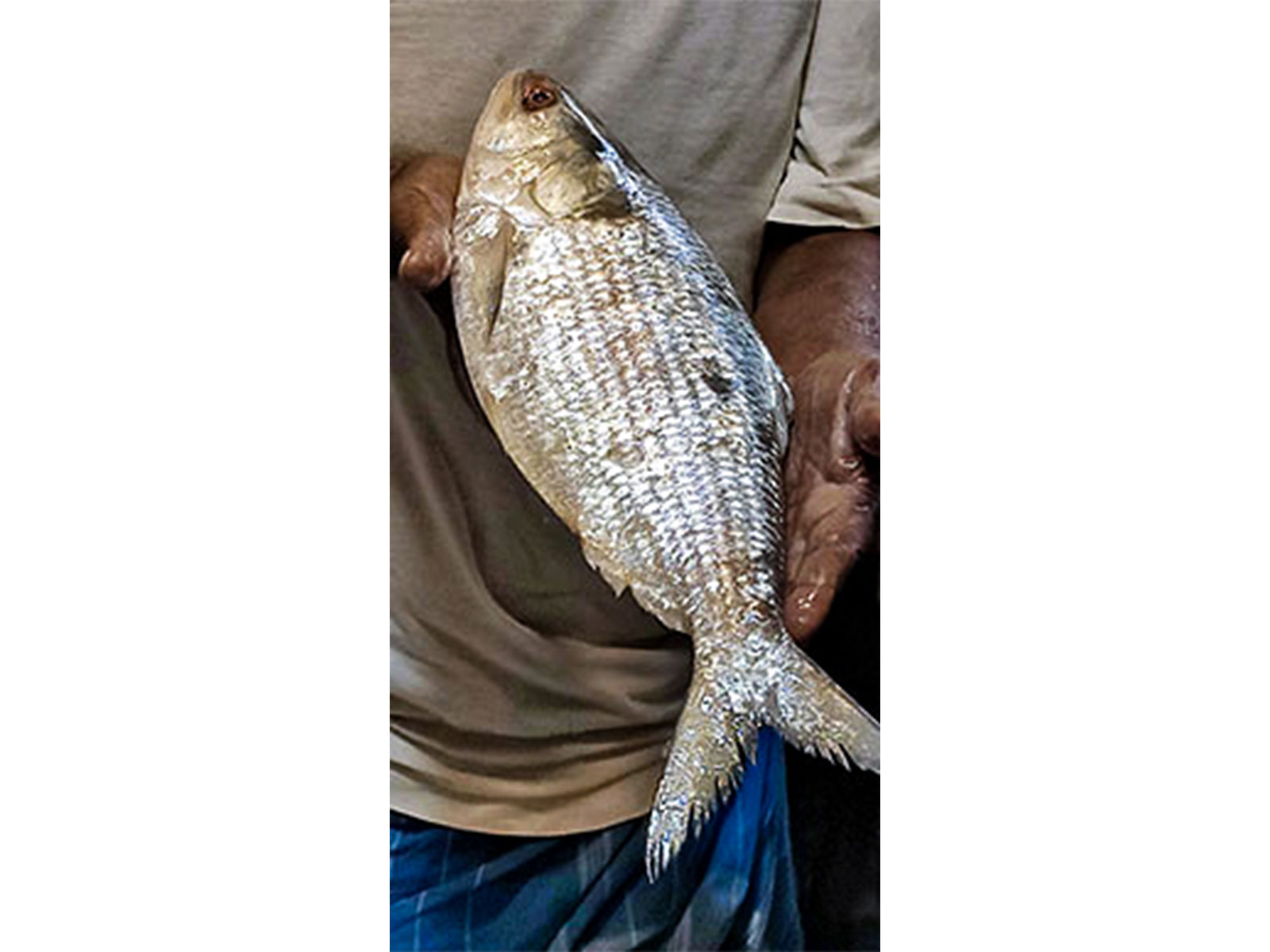 37 companies to export Hilsha fish from Bangladesh to India for Durga Puja