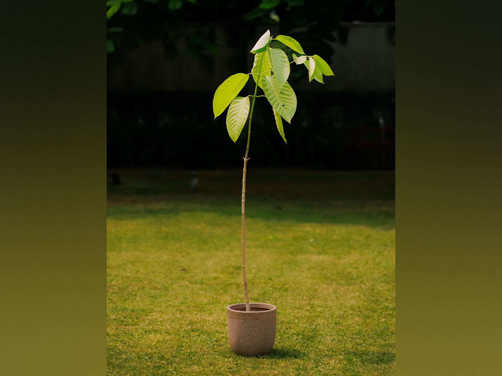 UK: King Charles sends Kadamb tree as present to PM Modi on birthday