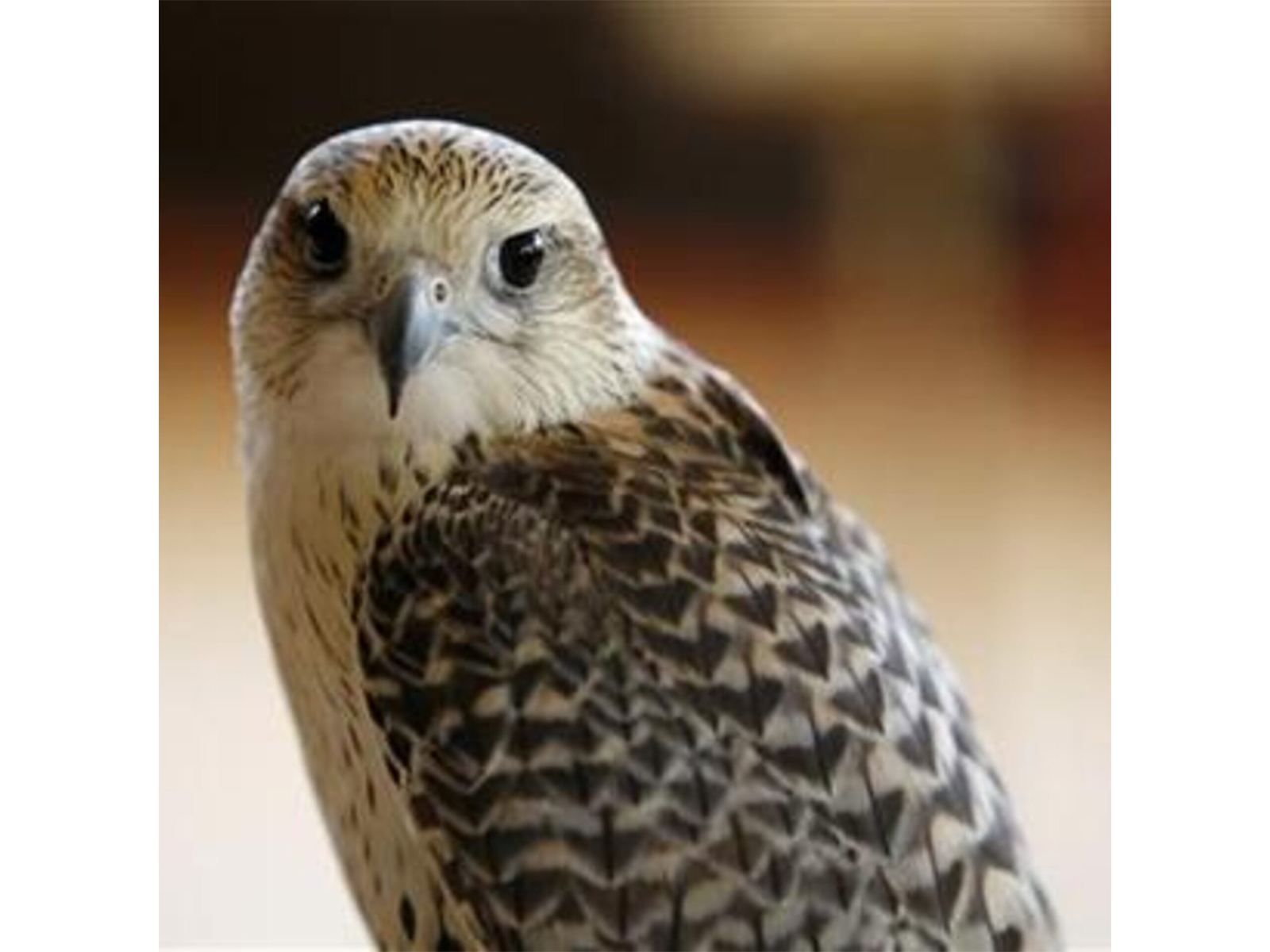 Kuwait to host inaugural Emirates Falcons International Cup