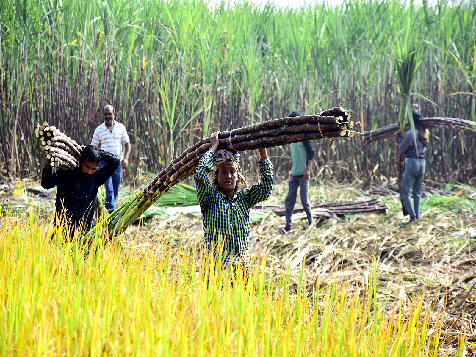 ISMA urges Centre for revision of sugar MSP to Rs 40.2/kg to support mills, farmers