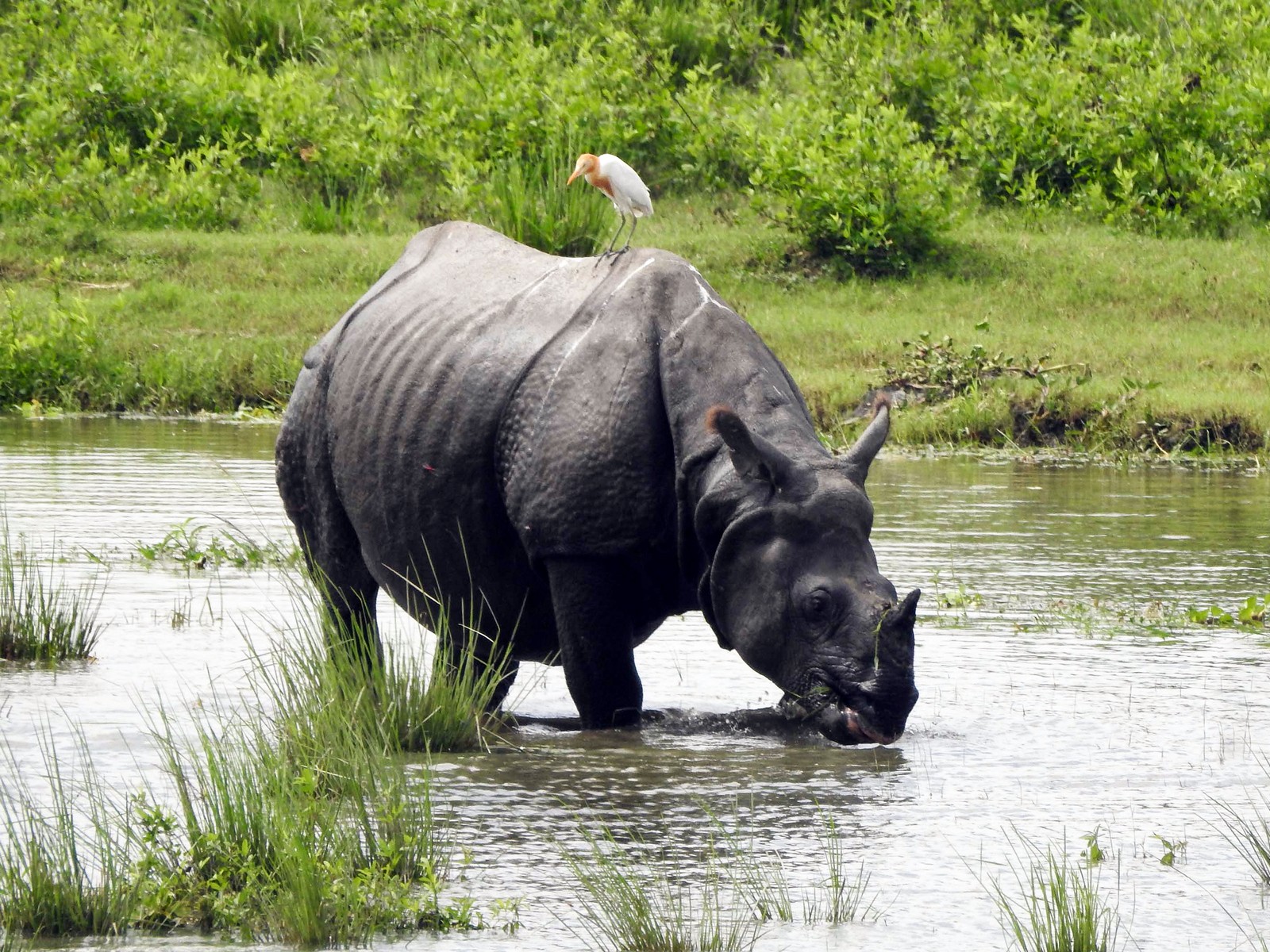 Assam: Kaziranga National Park and Tiger Reserve authority opens Bagori Range for tourists